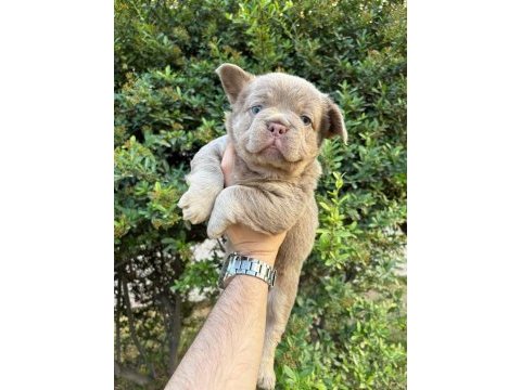 French bulldog yavru köpekler