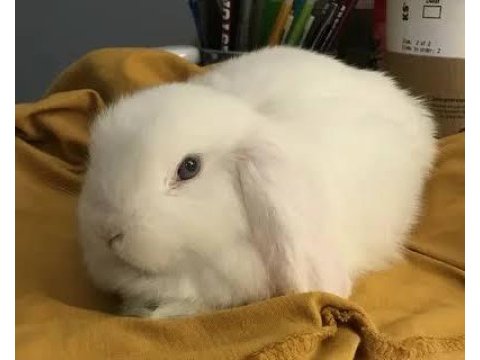 Hollanda lop tavşanlar ele alışkın