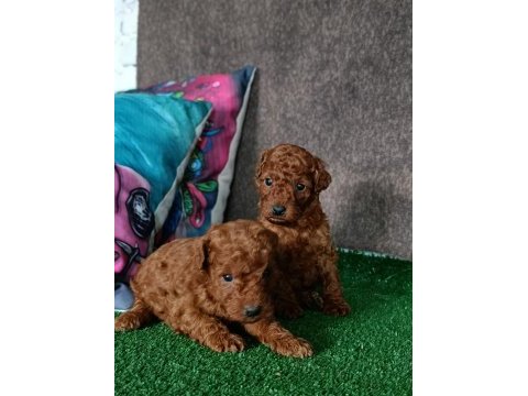 Toy poodle yavrularımız