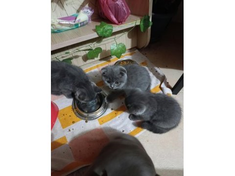 Ev üretimi erkek ve dişi british shorthair