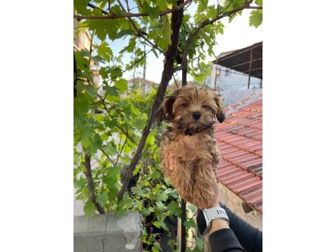 Erkek maltipoo yavrumuz