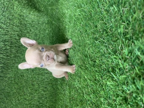 French bulldog güzellikler yeni yuvasını arıyor
