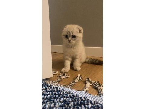 Güzel scottish fold yavrularımız yeni yuvasını bekliyor