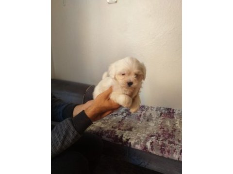 Biblo maltese bebek