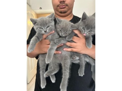 British shorthair yavrular