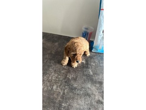 Toy poodle yavrular