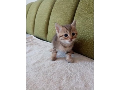 British shorthair yavru kedimiz
