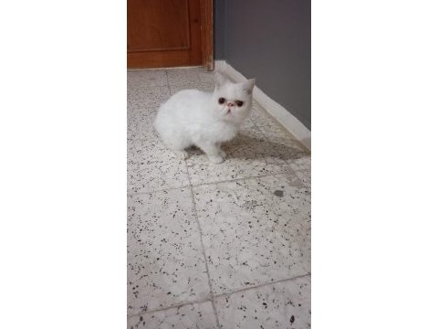 İran kedisi