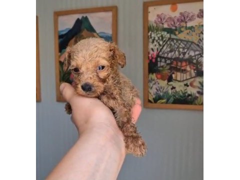 Poodle prens ve prensesler