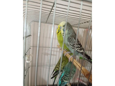 Jumbo ve yerli muhabbet kuşu