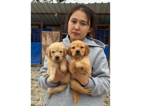 Golden retriever yavrular