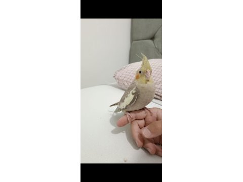 4 aylık sultan papağanı yavrumuz loki
