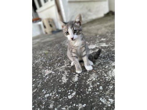 Çakıl 4 aylık erkek kedimiz