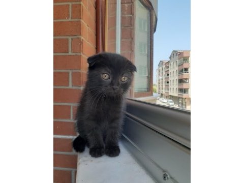 Dişi tek kalan yavru scottish fold