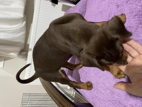 2 aylık kızıl kıng erkek doberman