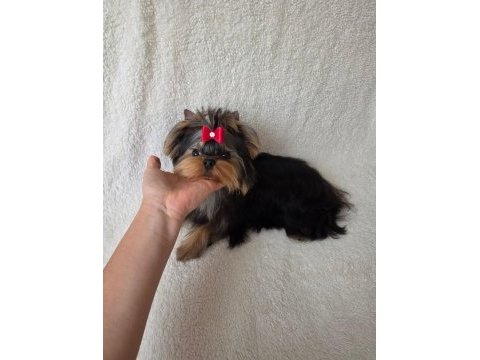 Şecere evraklı yorkshire terrier bebekler
