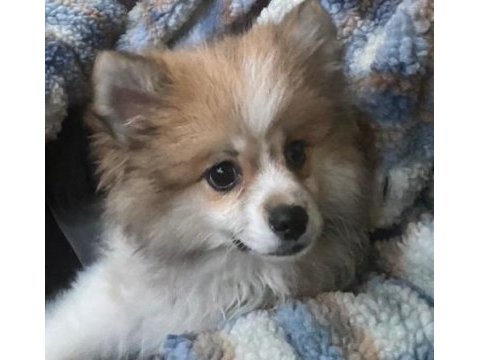 Tatlı spitz zoe