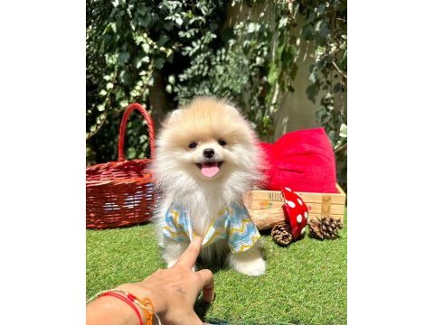 Safkan pomeranian bebekler