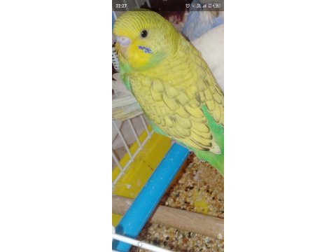 Muhabbet kuşu yavru erkek