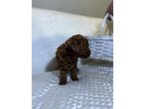 Orijinal toy poodle bebekler
