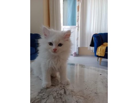 Pamuk şeker iran kedisi yeni sahibini bekliyor