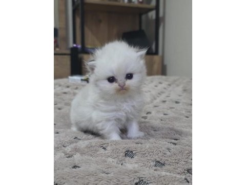 British longhair yavru kedilerimiz