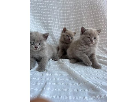 British shorthair lilac erkek