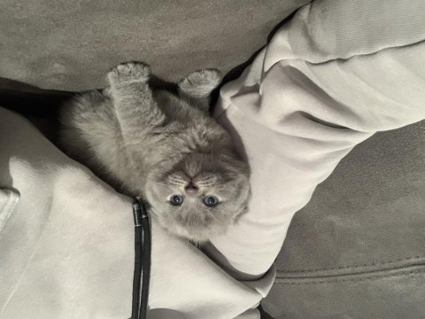 Evden safkan kalite scottish fold yavrular