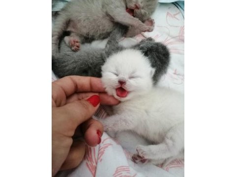 Kendi scottish fold yavrularımız
