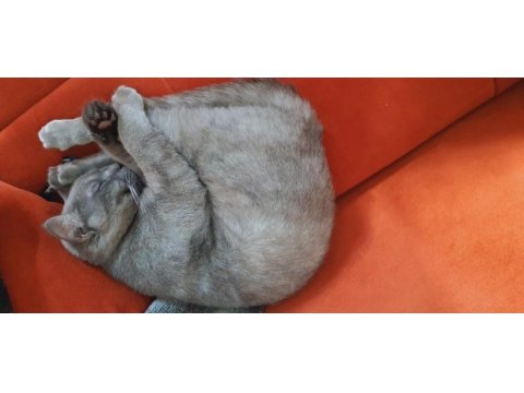 Duman yuva arıyor british shorthair