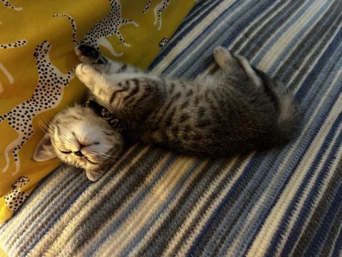 Uysal oyuncu sevgi delisi british shorthair