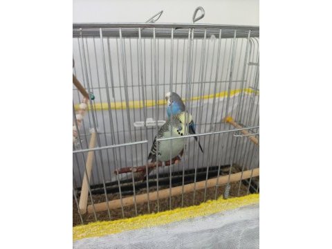 Eş muhabbet kuşu kafes ve tüm ekipmanları ile