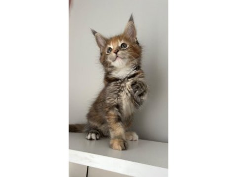 Sağlık ve ırk garantili minik maine coon devler