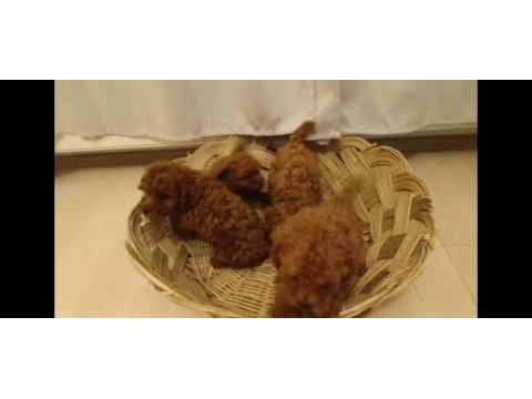 Red brown toy poodle bebekler yeni yuvalarını bekliyorlar