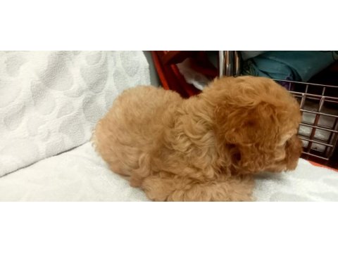 Toy poodle yavrumuz