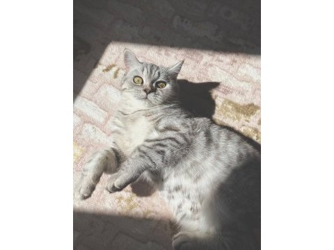 British shorthair acil yuva arıyoruz