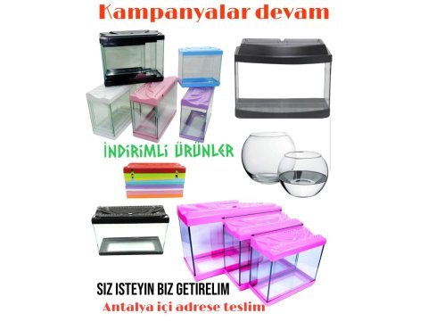Fanus akvaryum japon beta antalya