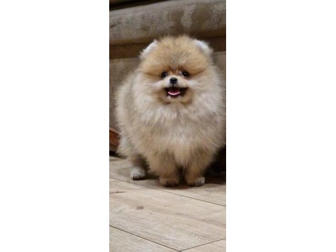 8 aylık erkek pomeranian