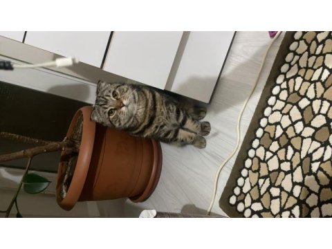 Cins erkek kedimiz