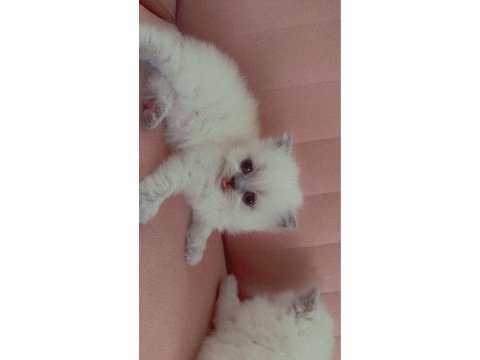 Sadece 1 prenses british shorthair kaldı