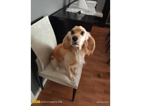 Eğitimli oyuncu bir köpektir