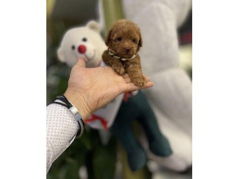 Tedi surat kore dişi oyuncak kaniş