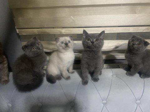 Hem güzel olsun hem uysal olsun diyenlere