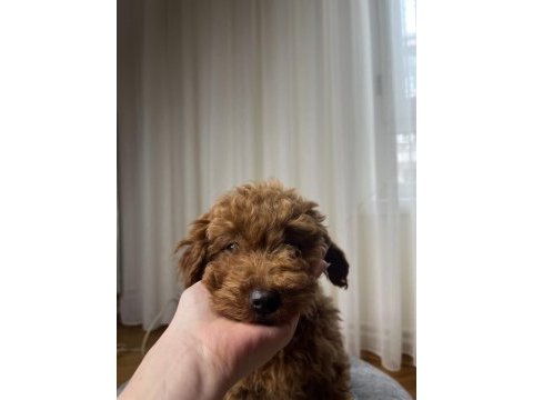 Toy poodle köpeğimiz