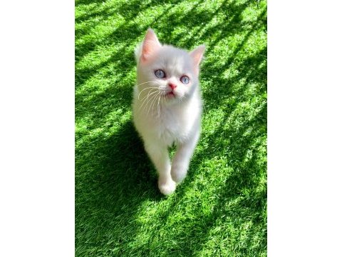 Bembeyaz yavru british shorthair