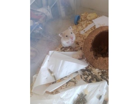Ücretsiz verilecek hamster