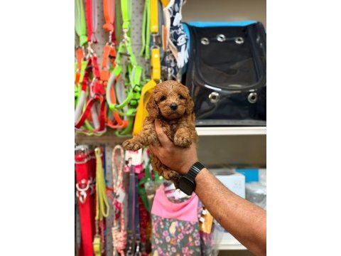 Toy poodle yavrularımız