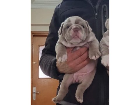 Sitenin en güzel ingiliz bulldog bebekleri