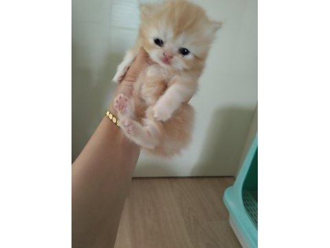 3 adet kedilerim