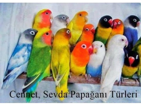 Cennet papağanı her renk çift mevcuttur